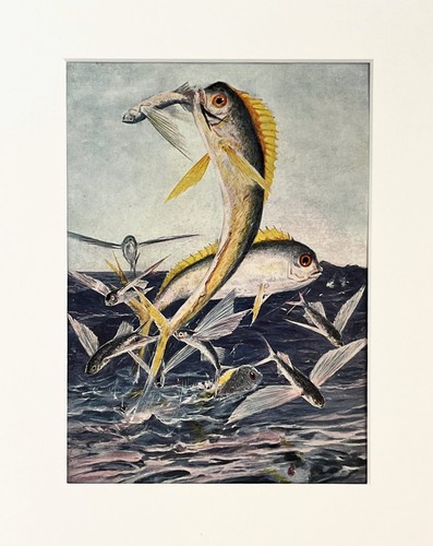 Flying fish print 1920 - -,