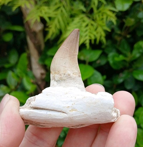 Fossil mosasaur tooth teeth - mosasaur,