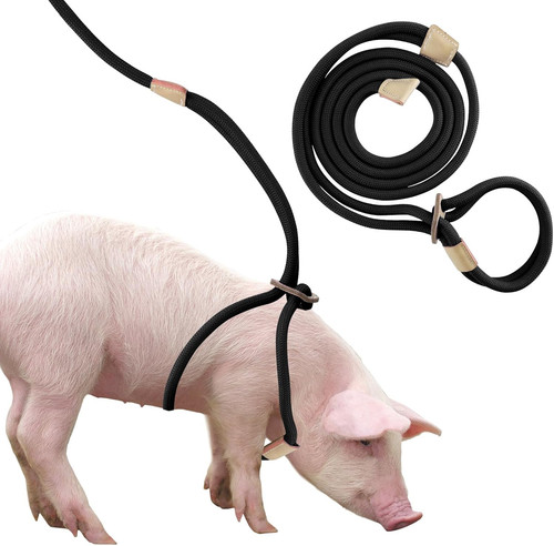 Mini pig harness leash - pig,