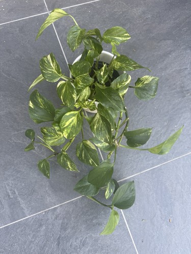 Joy gold plant a 12cm - gold,