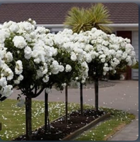 Iceberg half standard rose - iceberg,