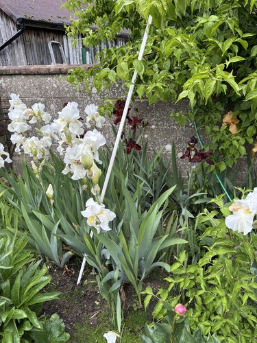 Iris white purple - iris,