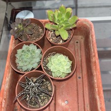 Mixed succulent collection x 5