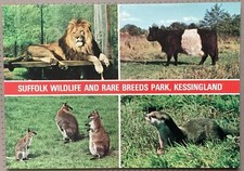 Kessingland Suffolk Wildlife & Rare Breeds Park Lion Wallaby Vintage Postcard