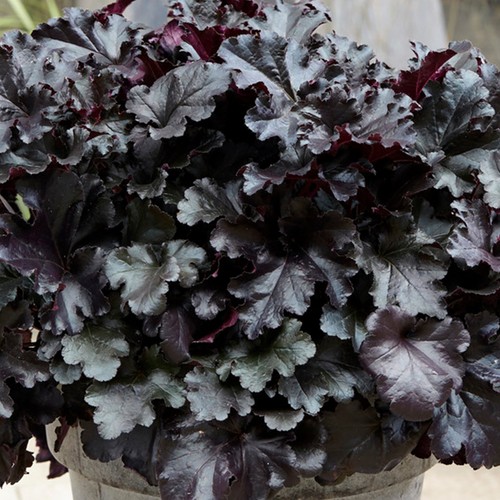 Heuchera black pearl coral - black,