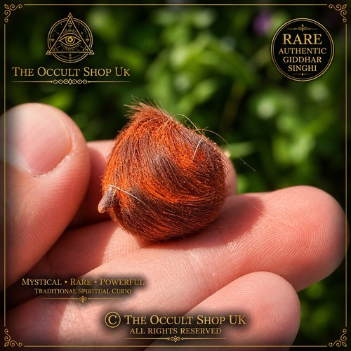 Rare giddar singhi jackal horn - rare,