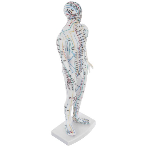 Body acupoint model - body,