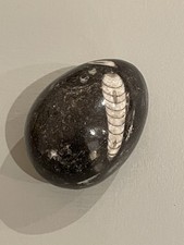 Polished egg shaped stone