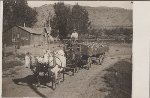 Rppc silesia montana - montana, horse