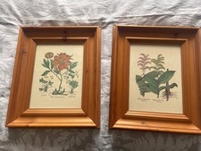 Pair of  Vintage Antique Pine Framed Botanical Prints 12 x 10 inches