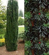 Taxus Baccata Fastigiata