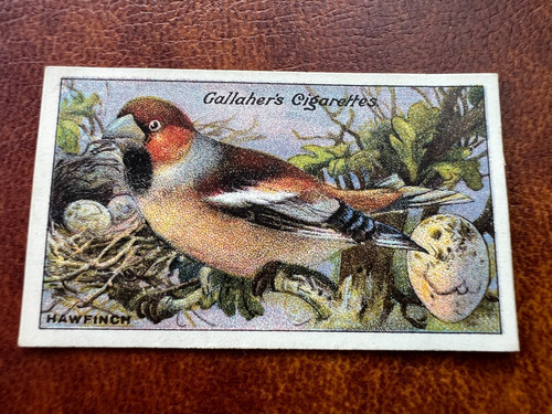 Gallaher birds nests eggs - -,