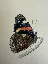 British Butterflies.  71