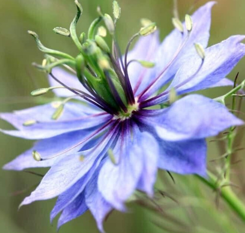 Love mist flower seeds - in, a