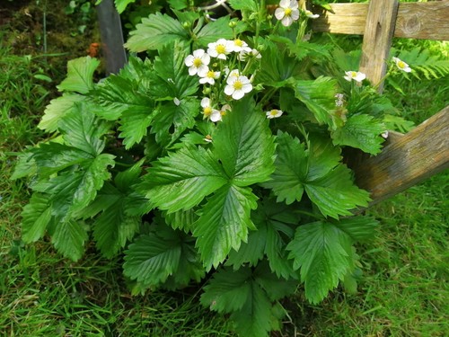 Alpine strawberry plants - 5,