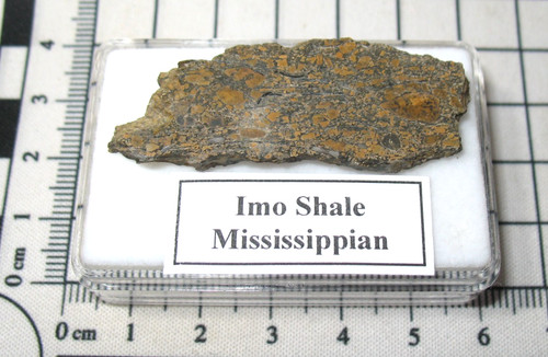 Mississippian imo fossil - mississippian,
