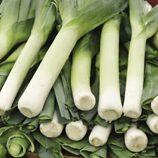 Thompson & Morgan Leek Musselburgh Seeds Hardy Vegetable Plant 1 Pack 350 Seeds