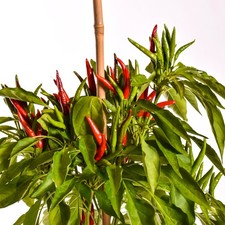 3x Hot Chilli Pepper