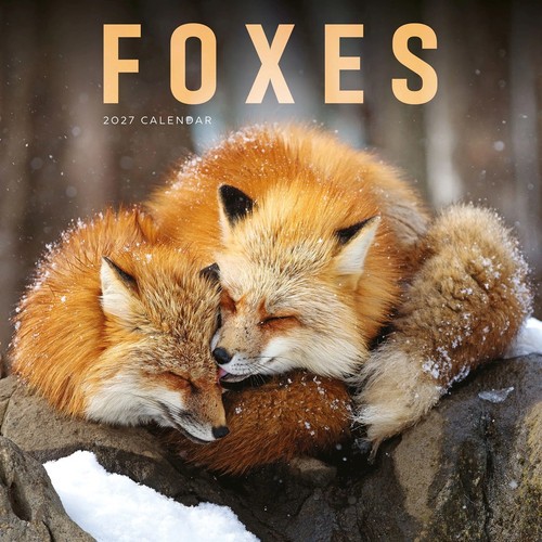 Foxes calendar 2027 wall - foxes,