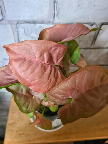 Neon robusta arrowhead - robusta,