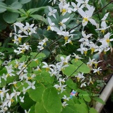 100 Seeds Epimedium