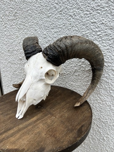 Mouflon sheep ram - sheep, skull