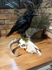 Taxidermy Carrion Crow (Corvus corone) Mounted On Domestic Sheep Ram Ovis Aries