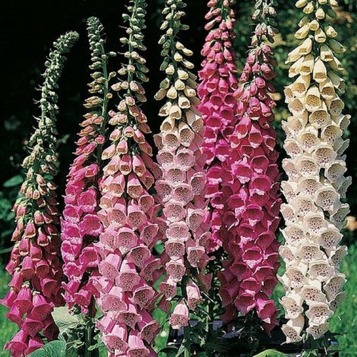 Foxglove digitalis - 24,