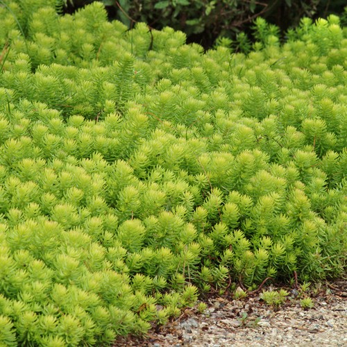 Sedum angelina golden - sedum,