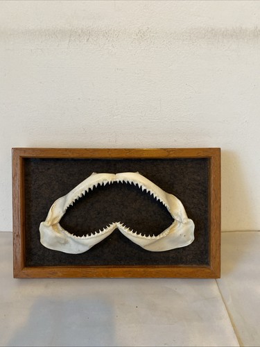 Genuine shark jaws teeth - teeth, from