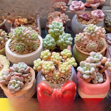 100pcs Mixed Colorful