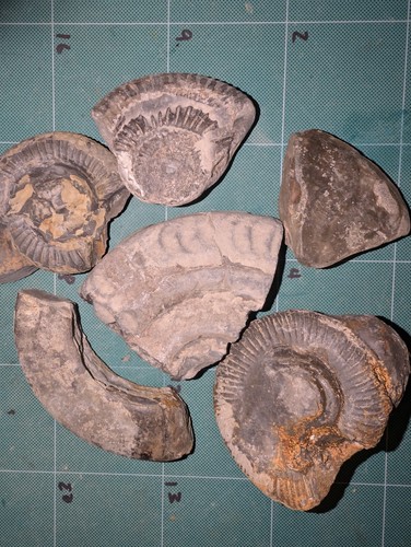 Jurassic ammonite fossil - ammonite, lot