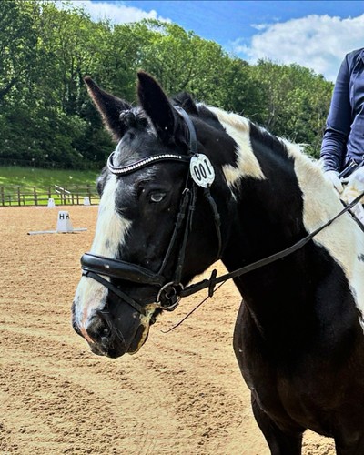 Black snaffle rolled leather - black,
