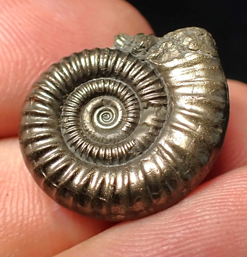 Stunning crucilobiceras pyrite - crucilobiceras,
