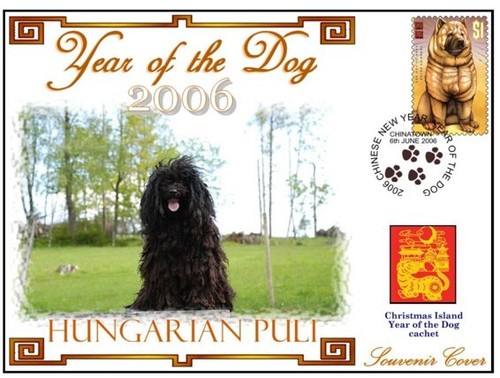 Hungarian puli year of - hungarian, 06