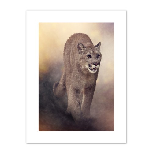 Mountain lion cougar - lion,