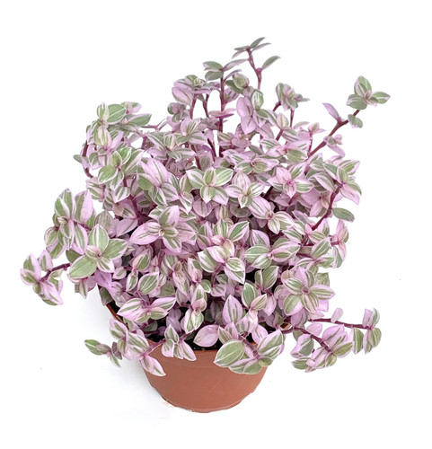 Tradescantia pink panther - pink,