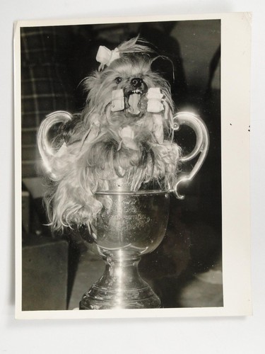 Yorkshire terrier crufts dog - crufts,
