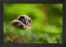 Small Bird Boreal Owl Aego