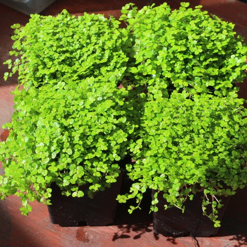 Baby tears plants - 4x,