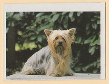 Dogs - Spanish Trade Trading card circa 1985 #184 Australian Silky Terrier Dog