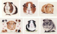 GUINEA PIG, CAVY ~ Full