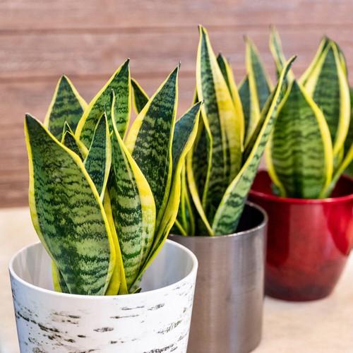 Snake plant golden - golden, flame