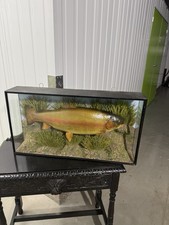 Vintage Rainbow Trout Fish Display Taxidermy 