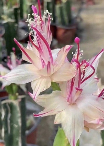 Schlumbergera christmas - ,