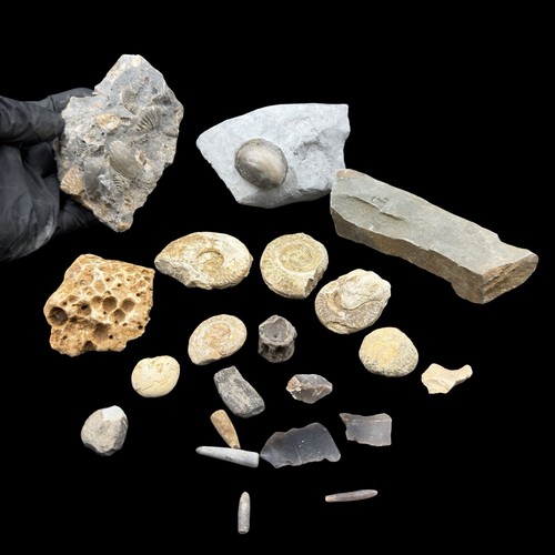 1kg british jurassic fossil - 1kg,