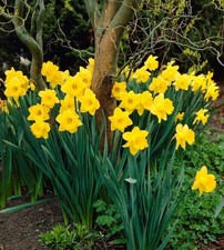 Yellow Dutch Master Daffodil