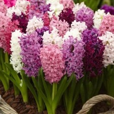 Hyacinth Spring Bulb Mix Pretty in Pink - Highly Fragrant Outdoor Perennials