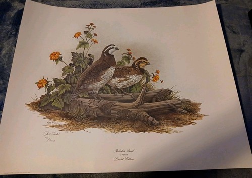 Vtg 1981 bobwhite quail print - 1981,
