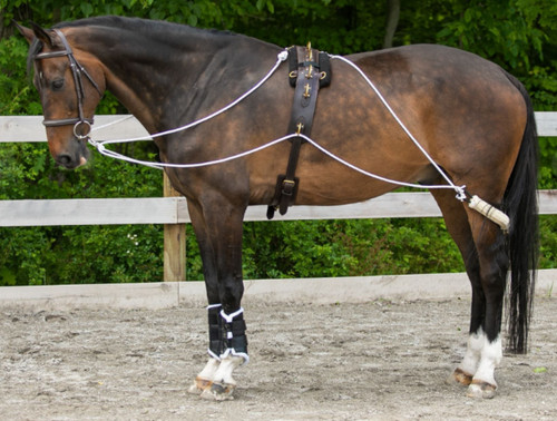 Pessoa like lunging training - pessoa-like,